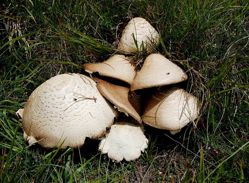 Agaricus a crescita cespitosa